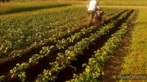 ОКУЧИВАТЕЛЬ ИЗ СКУТЕРА.