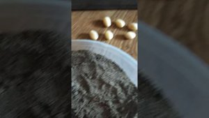 новости о ящерицах