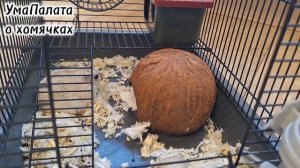 О кормлении джунгарского хомячка 🐹