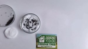 Проверка семян на всхожесть в домашних условиях