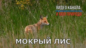 Мокрый лис после дождя ищет пропитание возле дороги