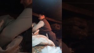 применила отпариватель для ощипки гуся!