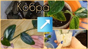 ЛЕГКО укореняется!?ФИЛОДЕНДРОН Кобра?От ЧЕРЕНКА до КУСТИКА за 16 дней?Секреты?Грунт?Дренаж