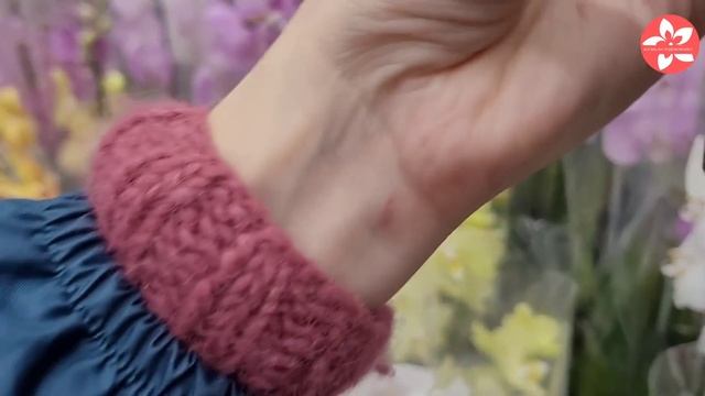 Прекрасные орхидеи в ОБИ на Боровском шоссе. Обзор с ценами смотреть онлайн