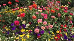 Roberta's 5-Piece Preciosa Series Zinnia Live Plants on QVC