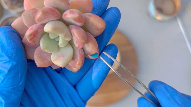 Vlog #91 | How to plant succulents without roots Part II смотреть онлайн