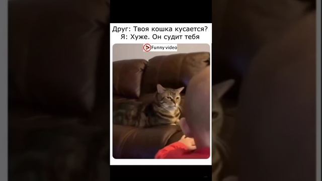 Приколы с котами! Смешные коты СМЕШНЫЕ ЖИВОТНЫЕ 2023! приколы с животными.#11