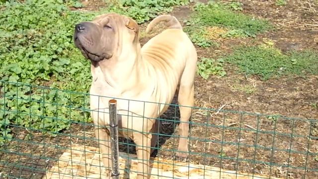 Хорсовый шар-пей Оливер смотреть онлайн