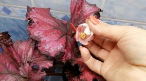 Опыление декоративно лиственной бегонии, 14.09.23