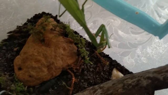 Содержание богомола. смотреть онлайн