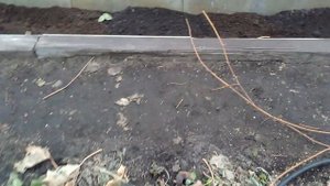 Виноград в Омске: готовим лозу к зиме