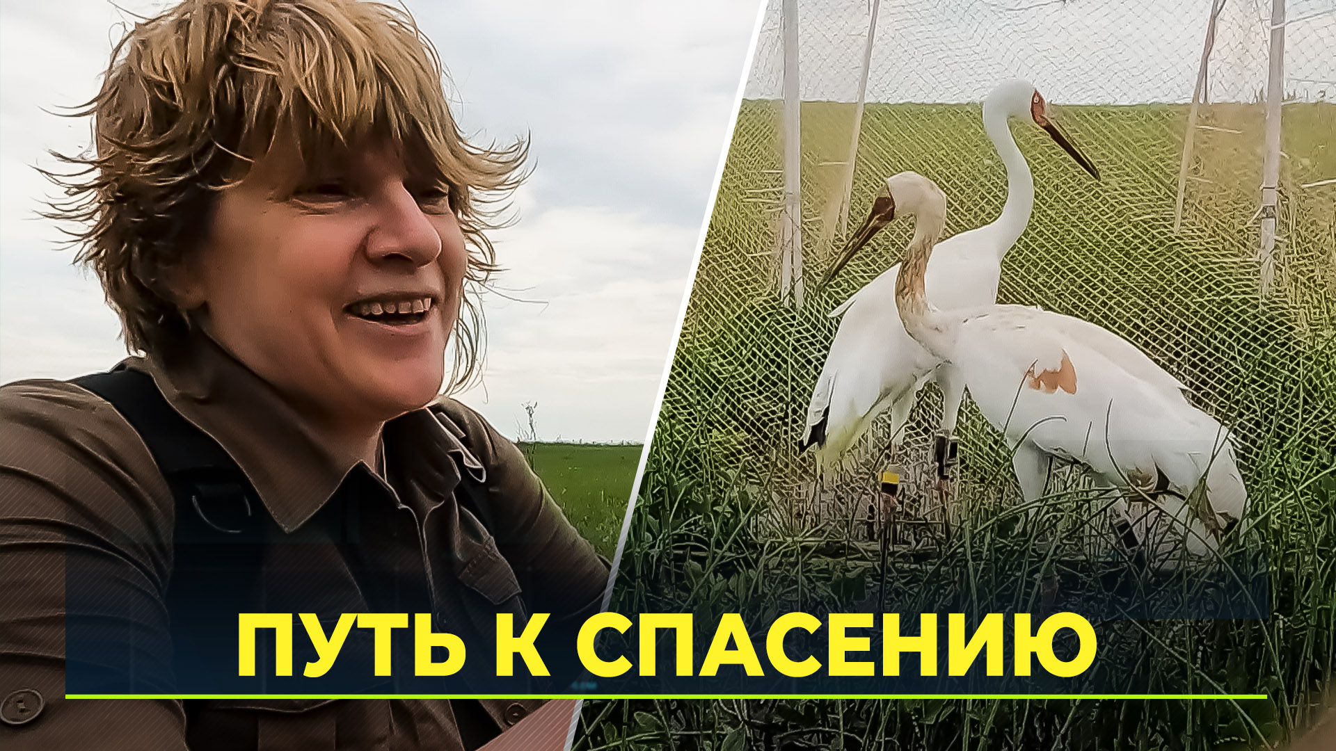 6 краснокнижных стерхов выпустили в Куноватском природном заказнике