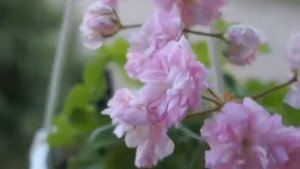 Пеларгония сорт Ю-Мадам де Помпадур