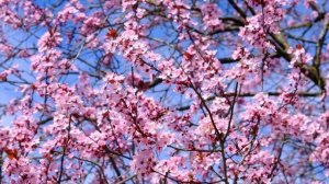 Дивный Спаситель Христос (V2) | Песнь возрождения | христианская музыка