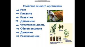 Многообразие живых организмов