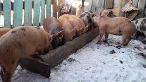 СТОИТ ЛИ ПОКУПАТЬ ПОРОСЯТ В ЗИМУ?