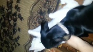 Такса мучает кота