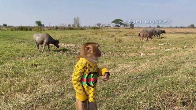 Oh My Ghost!! Tin React while to See Anaconda Devours Huge Meal | Monster Snakes смотреть онлайн