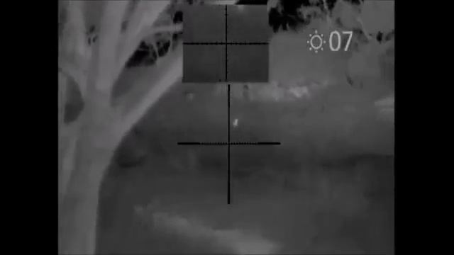 Охота на лису с тепловизором Pulsar Apex XD75 смотреть онлайн