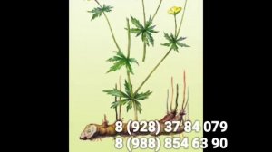 Калган купить Лапчатка прямостоячая купить