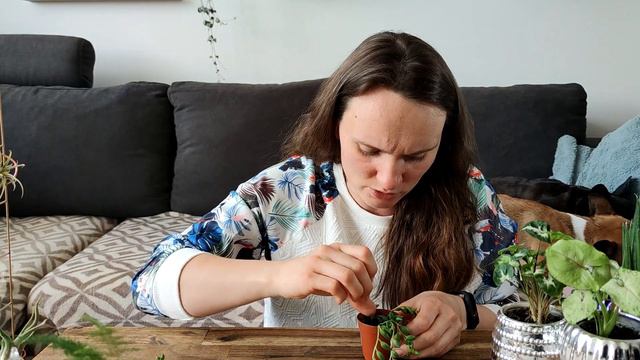 Moje rośliny cz.3 смотреть онлайн