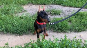 Цвергпинчер - 4 месяца