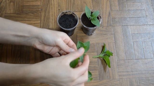 Черенкование петунии.