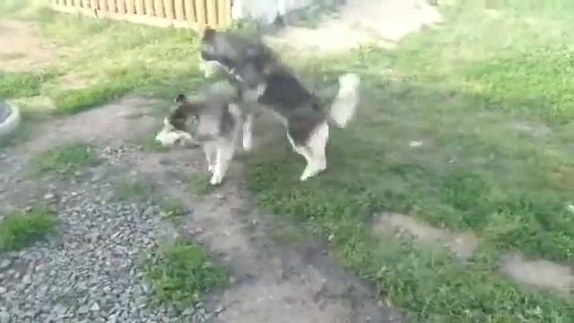 Хаски и дача