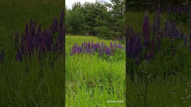 ТАК ВОТ ОНИ КАКИЕ, ПРОСТОРЫ РОДНЫЕ..