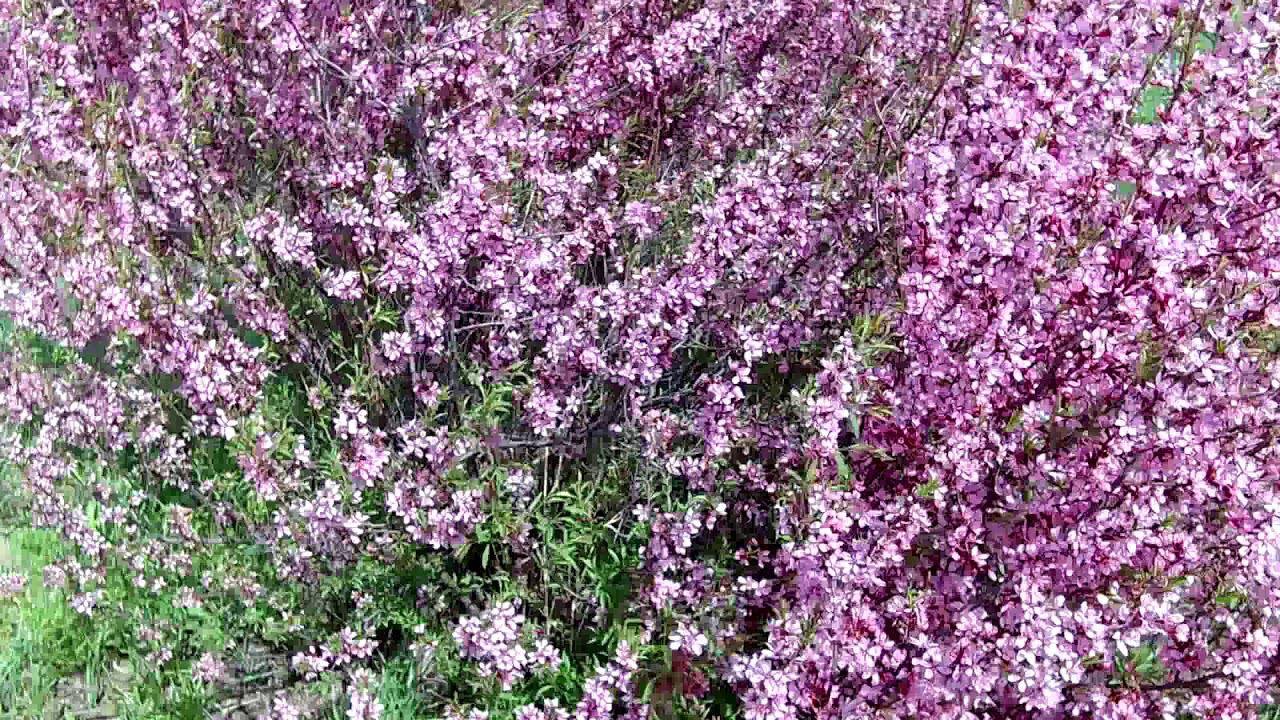 МИНДАЛЬ цветет. С праздником 1 Мая!