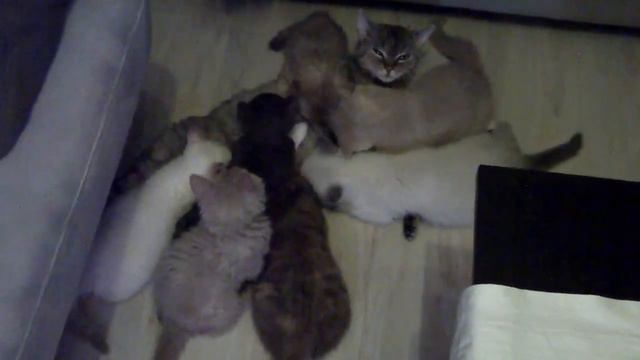 kittens van Phlox 10 weken смотреть онлайн