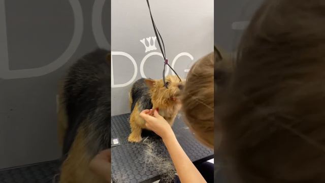 Лайфхак 🐾чтобы собака не опускала голову #тримминг #груминг #норвич смотреть онлайн