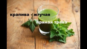 ПРЯНОСТИ И СПЕЦИИ. КРАПИВА ДВУДОМНАЯ И ЖГУЧАЯ. школа саа