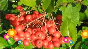 Пираканта ярко-красная Рэд Колумн. Краткий обзор, описание pyracantha coccinea Red Column