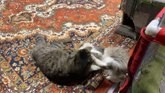 Сегодня СТРИМ на канале Тетя Чуня! В 20:00 мск! смотреть онлайн