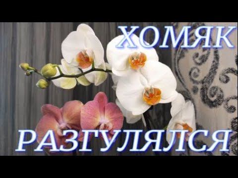 №224/ Ох и накупила! Хомяк разгулялся.