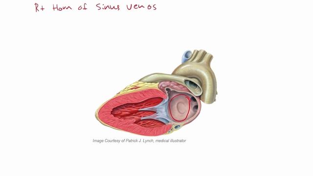 USMLE RX - 2.Кардиология - 2.Эмбриология - 2.Эмбриология сердца