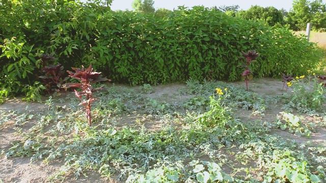 Результаты наших трудов (промежуточные): что там творится на грядках? смотреть онлайн