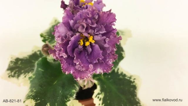 Пестролистная фиалка с махровыми темно-сиреневыми цветами - АВ-821-81 смотреть онлайн