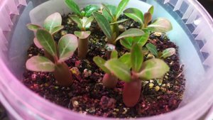 Как растет Адениум Микс от семечка за месяц на фитильном поливе.