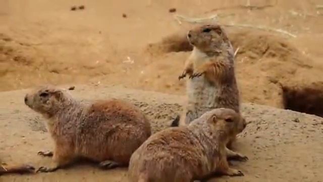 Sony A57 @ SF Zoo - Prairie Dogging479 смотреть онлайн