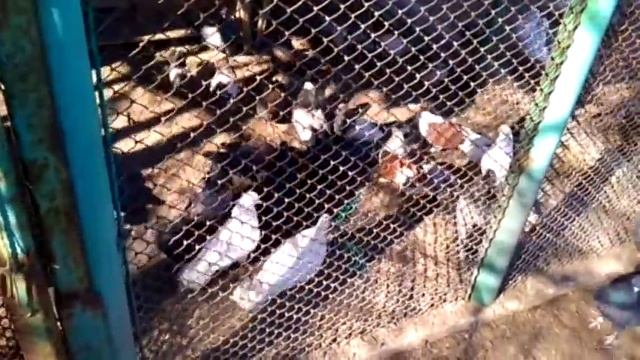 В гостях у Звягинцева.   Голуби Горловки.