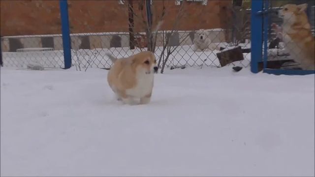 Щенок Корги смотреть онлайн