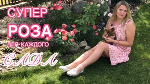 А она мне нравится, нравится, нравится! Неукрывная роза ? Rose Jubile du Prince de Monaco