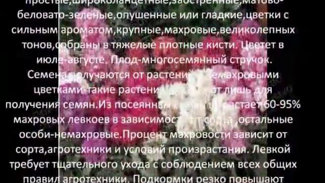 Однолетники цветы для сада Левкой седой однолетний или маттиола