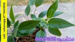 පින්ක් බර්ඩ් පැකේජය | anthurium wagawa | anthurium warga | pink bird  | anthurium plants