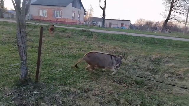 Очень активный осёл. ?? смотреть онлайн