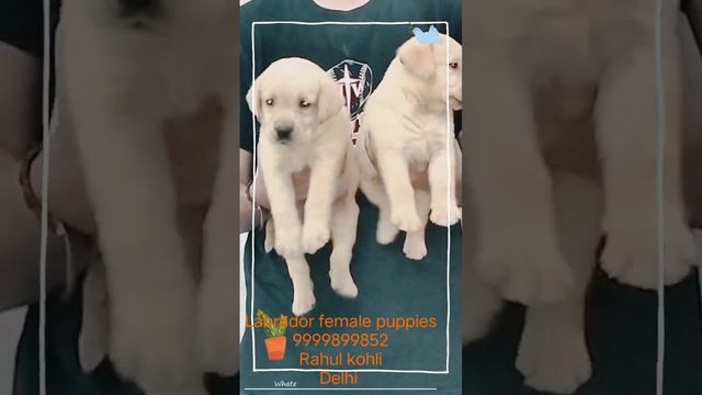 Labrador female puppies are available in Delhi NCR, lab puppy price in Delhi,Deal 🤝 only on quality