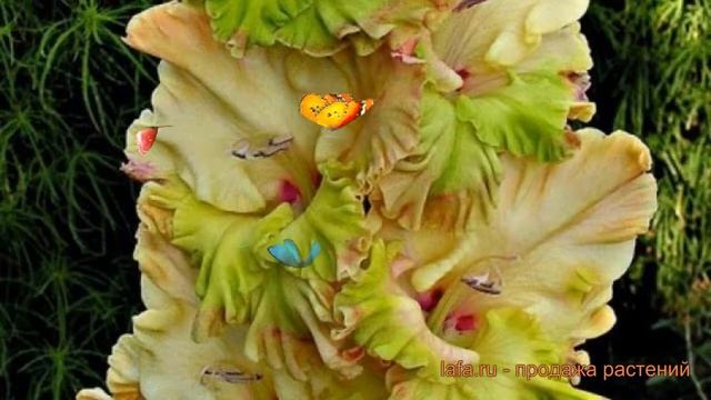 Гладиолус обыкновенный Киев (gladiolus kiev) ? Киев обзор: как сажать, луковицы гладиолуса Киев смотреть онлайн