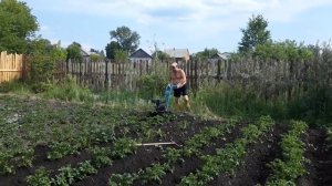 окучиваю картошку культиватором (1)